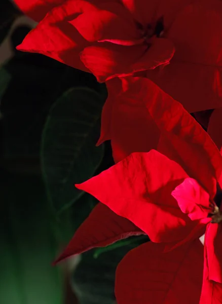 Weihnachtsstern Rote Blume Nahaufnahme — Stockfoto