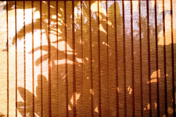 Palm Tree Shadows Seen Window Blinds — Stock Photo, Image