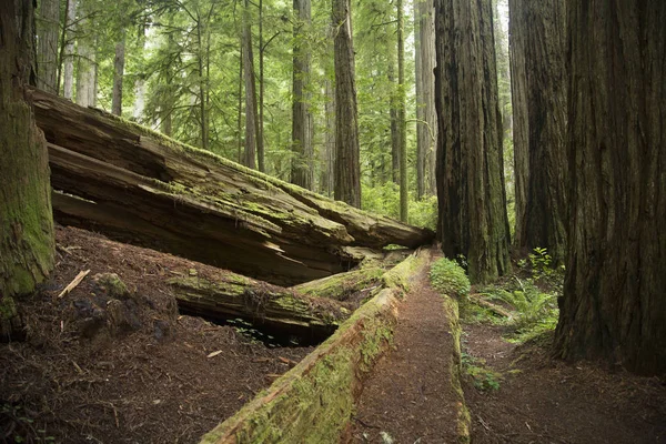 レッドウッド国立公園 カリフォルニア州 アメリカ — ストック写真