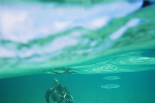Havssköldpadda Och Fiskar Som Simmar Vattnet — Stockfoto