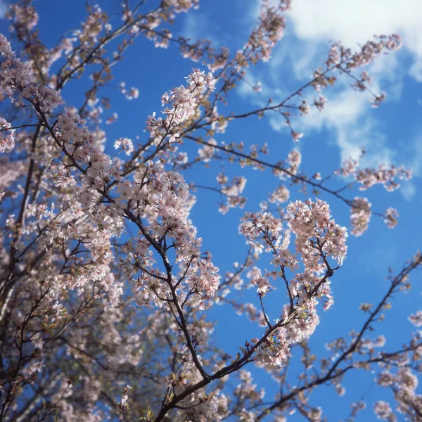 Fiori Primavera Sopra Cielo Blu — Foto Stock