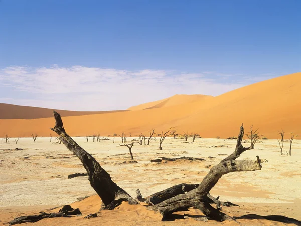 Dead Vlei Namibia Blue Sky — ストック写真