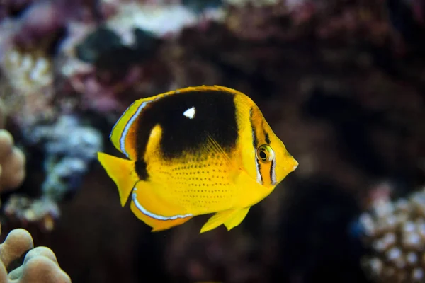 Underwater View Chaetodon Quadrimaculatus Fourspot Butterflyfish Palmerston Atoll Cook Islands — Stock Photo, Image
