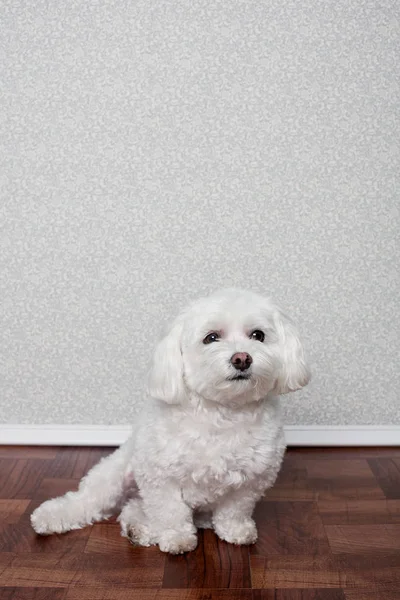 Portret Van Een Maltese Hond — Stockfoto