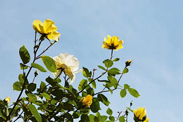 Flores Amarelas Sobre Céu Azul — Fotografia de Stock