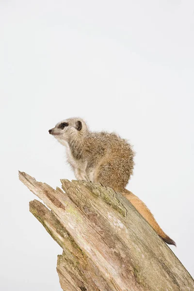 Meerkat Sobre Fundo Branco — Fotografia de Stock