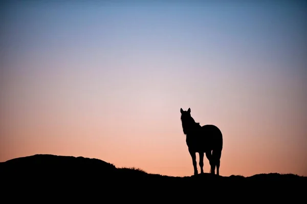 Silhouette Horse Hilltop — 스톡 사진