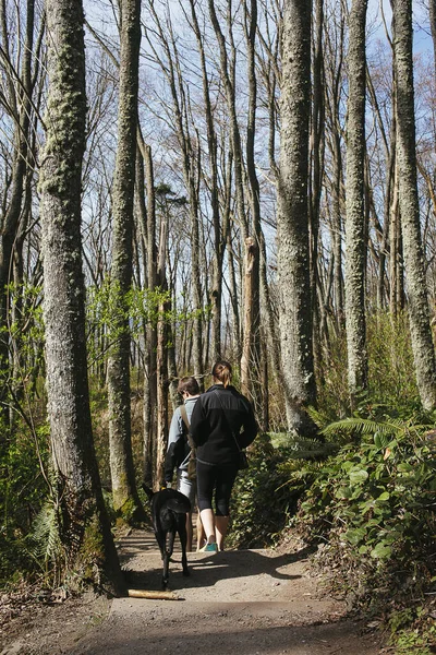 日光公園で犬を歩くカップルの背面図 — ストック写真