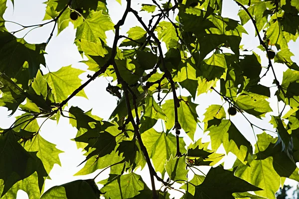 Hojas Árbol Sobre Cielo —  Fotos de Stock