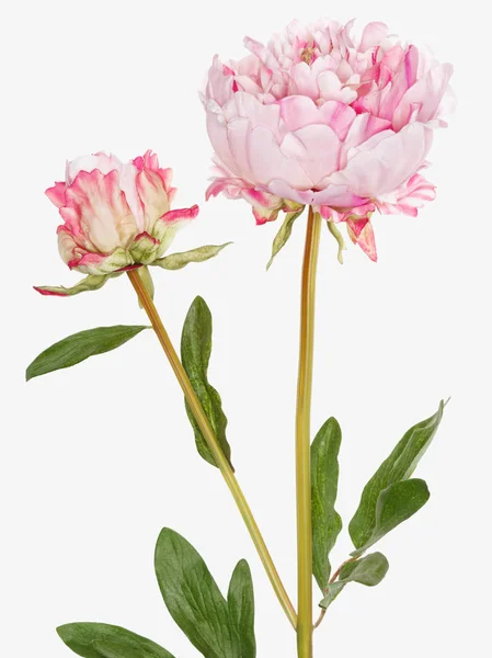 Ροζ Λουλούδια Πάνω Από Λευκό Φόντο — Φωτογραφία Αρχείου