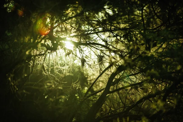 Forêt Sombre Dense Avec Aperçu Lumière Soleil — Photo