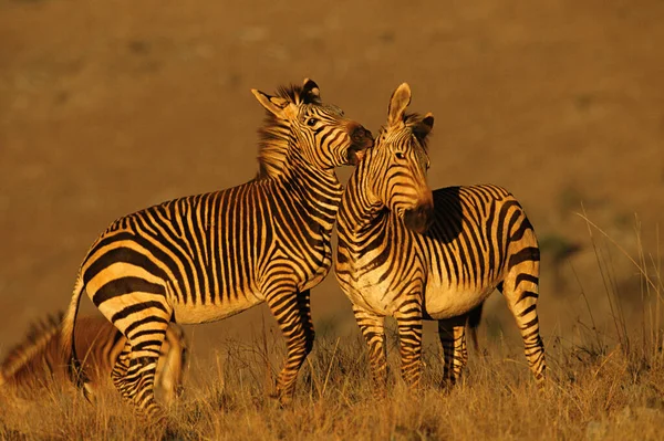 Hartmanns Bergzebra Der Natur — Stockfoto