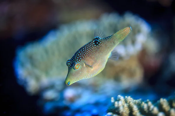 Underwater View Canthigaster Solandri Toby Solander Toby Palmerston Atoll Cook — стокове фото