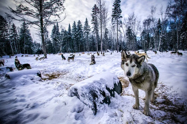 Retrato de lobo en la tala de bosques, Sacacomie, Quebec, Canadá —  Fotos de Stock