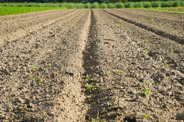 Campo Primer Plano Del Suelo —  Fotos de Stock