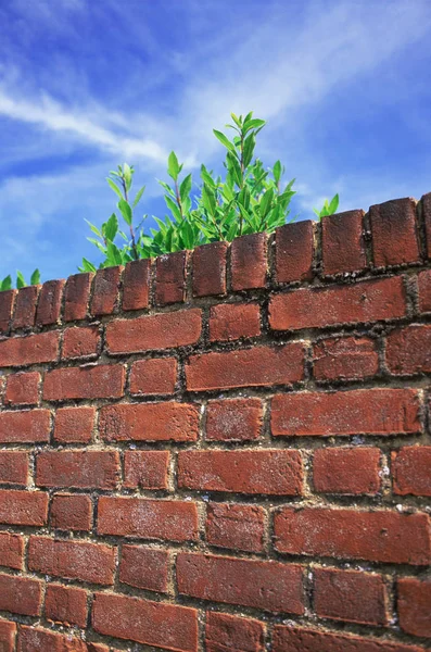 Ściana Czerwonej Cegły Roślinami — Zdjęcie stockowe