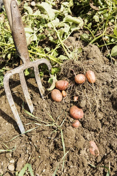 Farmer Harvesting Potatoes Organic Farm — Stock Photo, Image