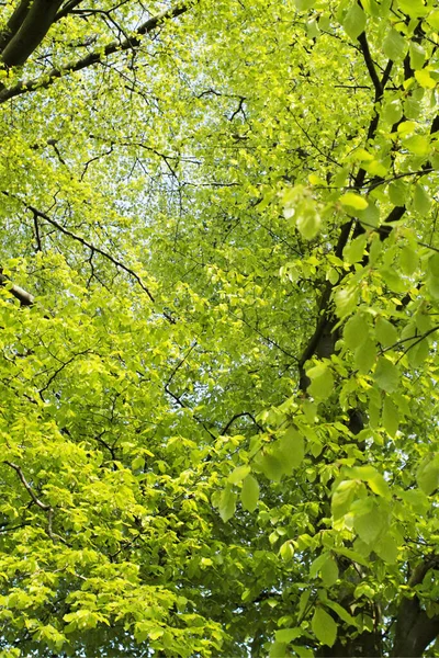 Bosque Verde Primavera —  Fotos de Stock