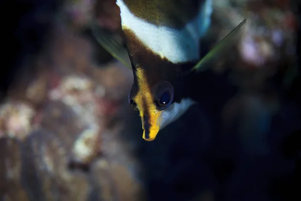 Underwater View Heniochus Chrysostomus Pennant Bannerfish Palmerston Atoll Cook Islands — стокове фото