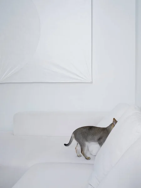 Gato Gris Escondido Sofá Blanco —  Fotos de Stock