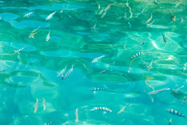 Fish Underwater Ang Thong National Marine Park Thailand — Stock Photo, Image