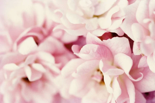 Рожеві Троянди Текстури Фону — стокове фото