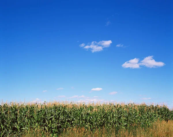 Feldfrüchte Und Blauer Himmel — Stockfoto