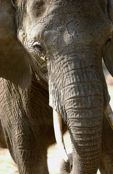 Elefantentier Aus Nächster Nähe — Stockfoto