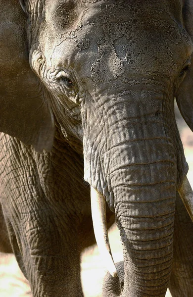 Elefante Animal Perto — Fotografia de Stock