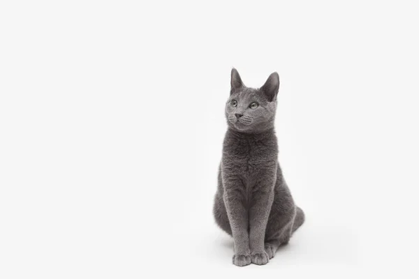 Estúdio Retrato Alerta Russo Gatinho Azul Sentado — Fotografia de Stock