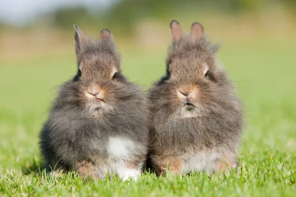 Zwei Kaninchen Gras — Stockfoto