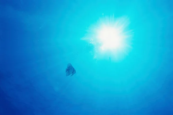 海で泳いでいる魚 — ストック写真