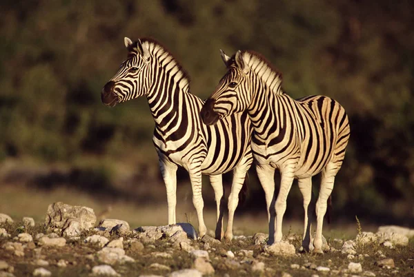 Burchell Zebras Natürlicher Umgebung — Stockfoto