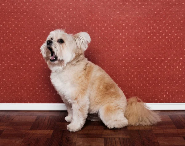 ヨークシャーテリアミックス犬のあくび — ストック写真