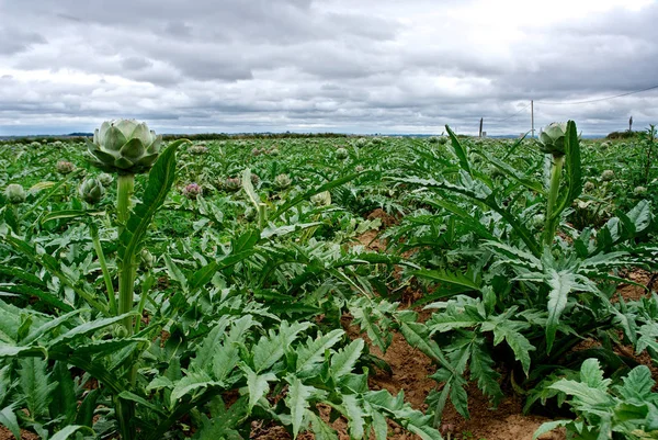 Cultivo Alcachofas Campo —  Fotos de Stock