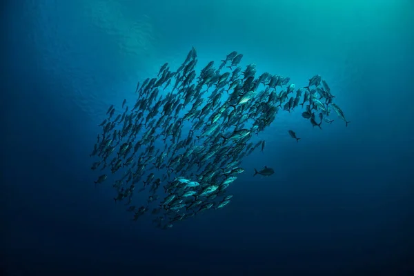School Jacks Underwater — Stock Photo, Image