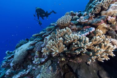 Cook Adaları 'ndaki Palmerston Adası' nda mercan resiflerini fotoğraflayan sualtı fotoğrafçısı.