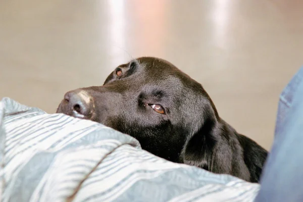 Dinlenen Köpek Kapat — Stok fotoğraf