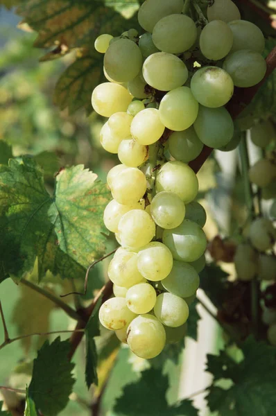 Witte Druiven Een Wijnstok — Stockfoto