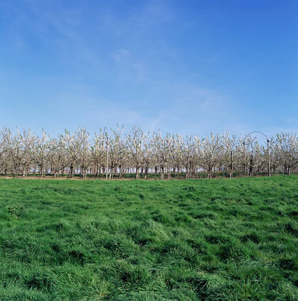 Bosque Joven Cielo Azul —  Fotos de Stock