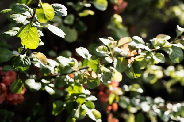 Planta Chaenomeles Primer Plano —  Fotos de Stock