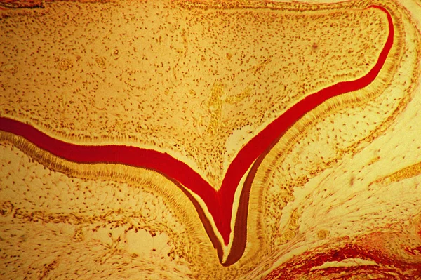 Desarrollar Visión Del Diente Desde Microscopio —  Fotos de Stock