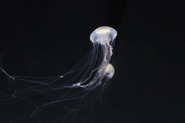 Dark underwater view of glowing jellyfish floating in ocean