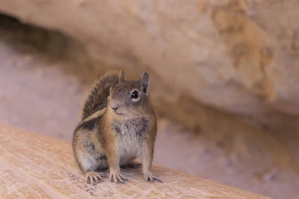 Chipmunk Bryce Canyon Utah Eua — Fotografia de Stock