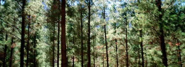 Grüner Wald Über Dem Himmel — Stockfoto