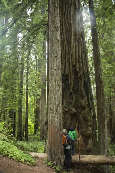 Pai Filho Parque Nacional Redwoods Califórnia Eua — Fotografia de Stock