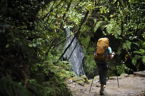 緑豊かな森の中で女性のハイキング ニュージーランド — ストック写真