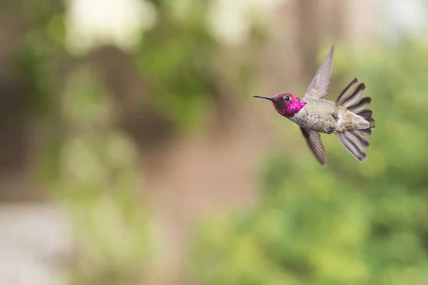 Anna Hummingbird Calypte Anna Flight San Francisco California Usa — Stok fotoğraf