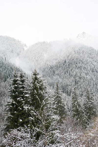 Деревья Покрытые Снегом — стоковое фото