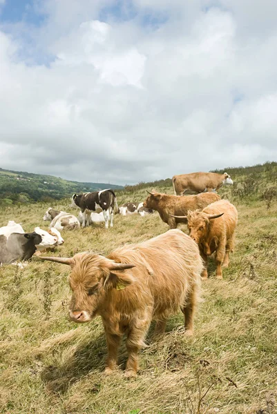 Vacas das terras altas — Fotografia de Stock